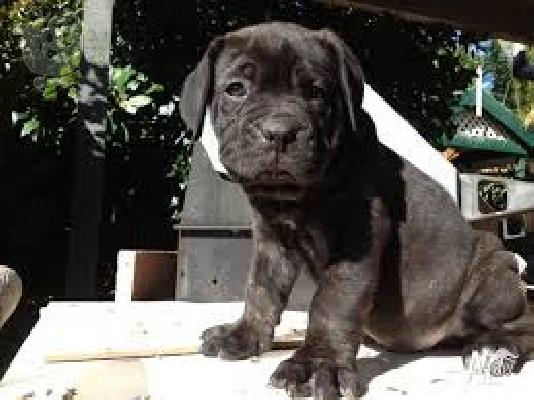 Γκολντεν καθαροαιμο κουταβακι